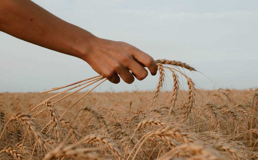 The harvest